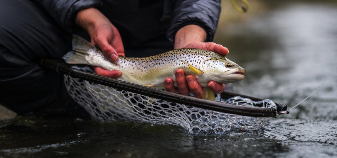La pêche de loisirs en eau douce dans la région Corse est règlementée pour l'année 2025