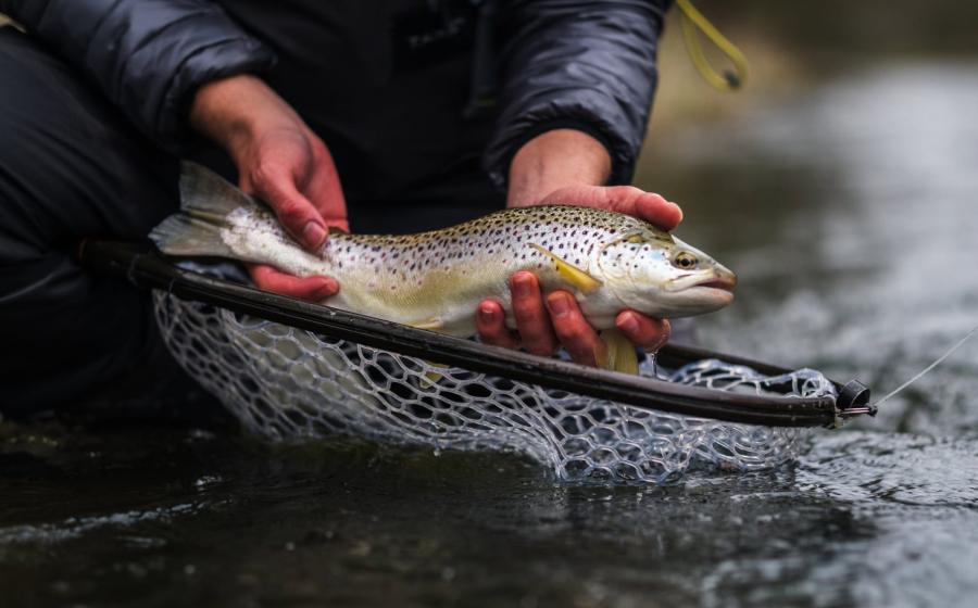La pêche de loisirs en eau douce dans la région Corse est règlementée pour l'année 2025