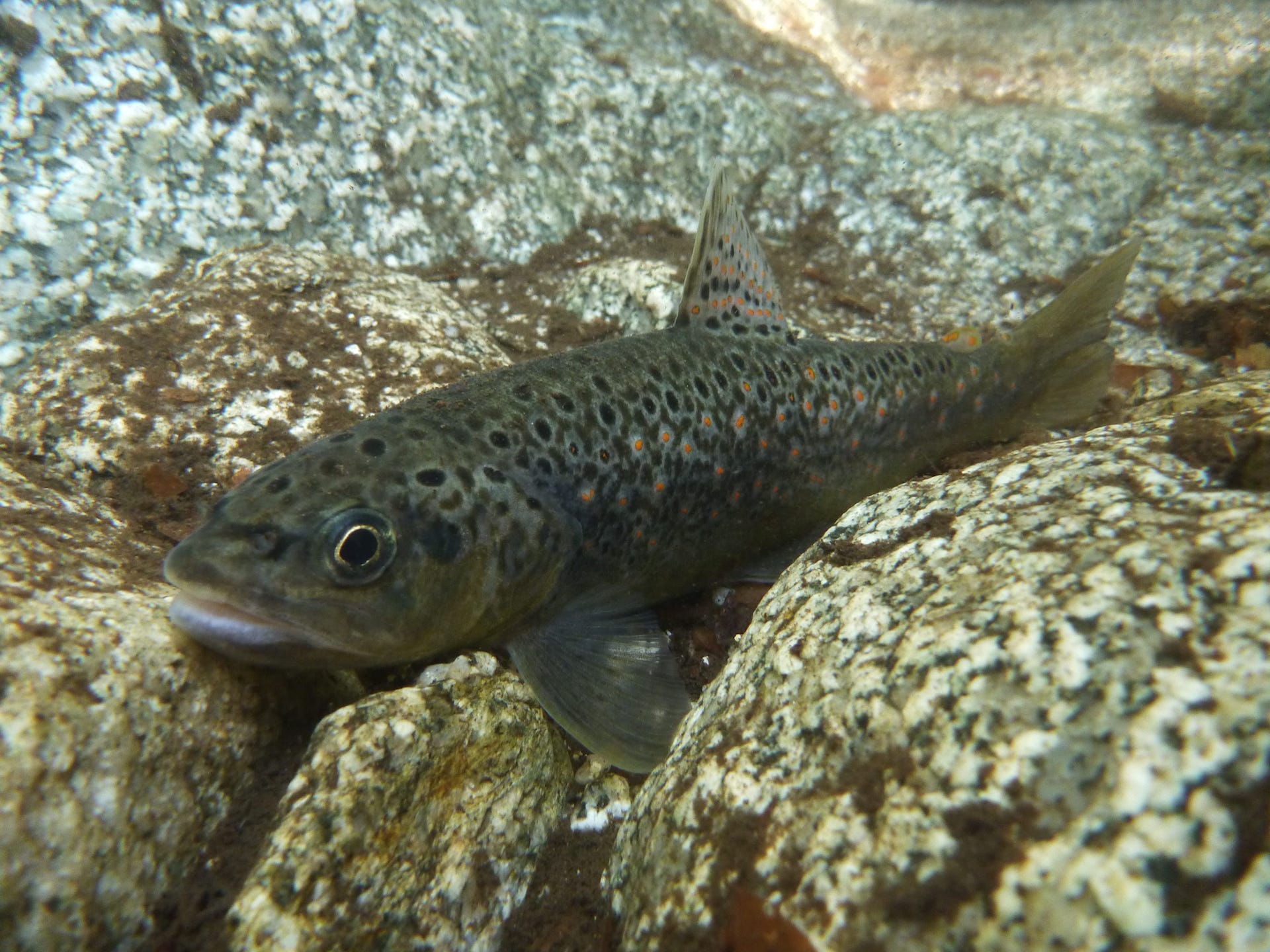 La truite dans l'eau